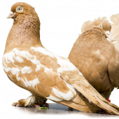 Para gołębi - fot. pixabay.com (domena publiczna)