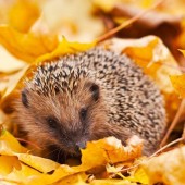Jeż w żółtych jesiennych liściach